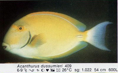 Acanthurus dussumieri